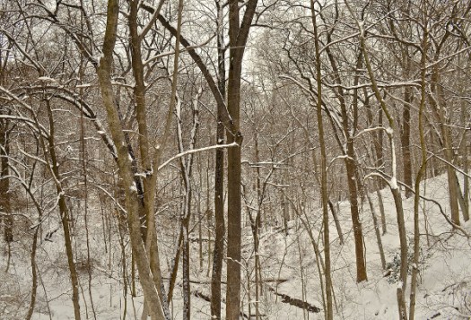 Snowy Wood3