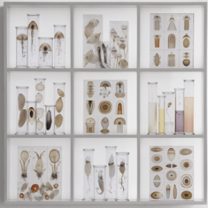 Cabinet of Curiosities