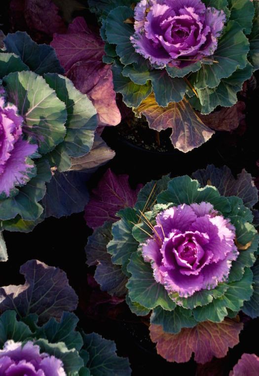 The ornamental kale at the 