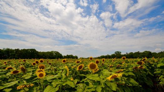 SSunflowers in Montgomery County, MD